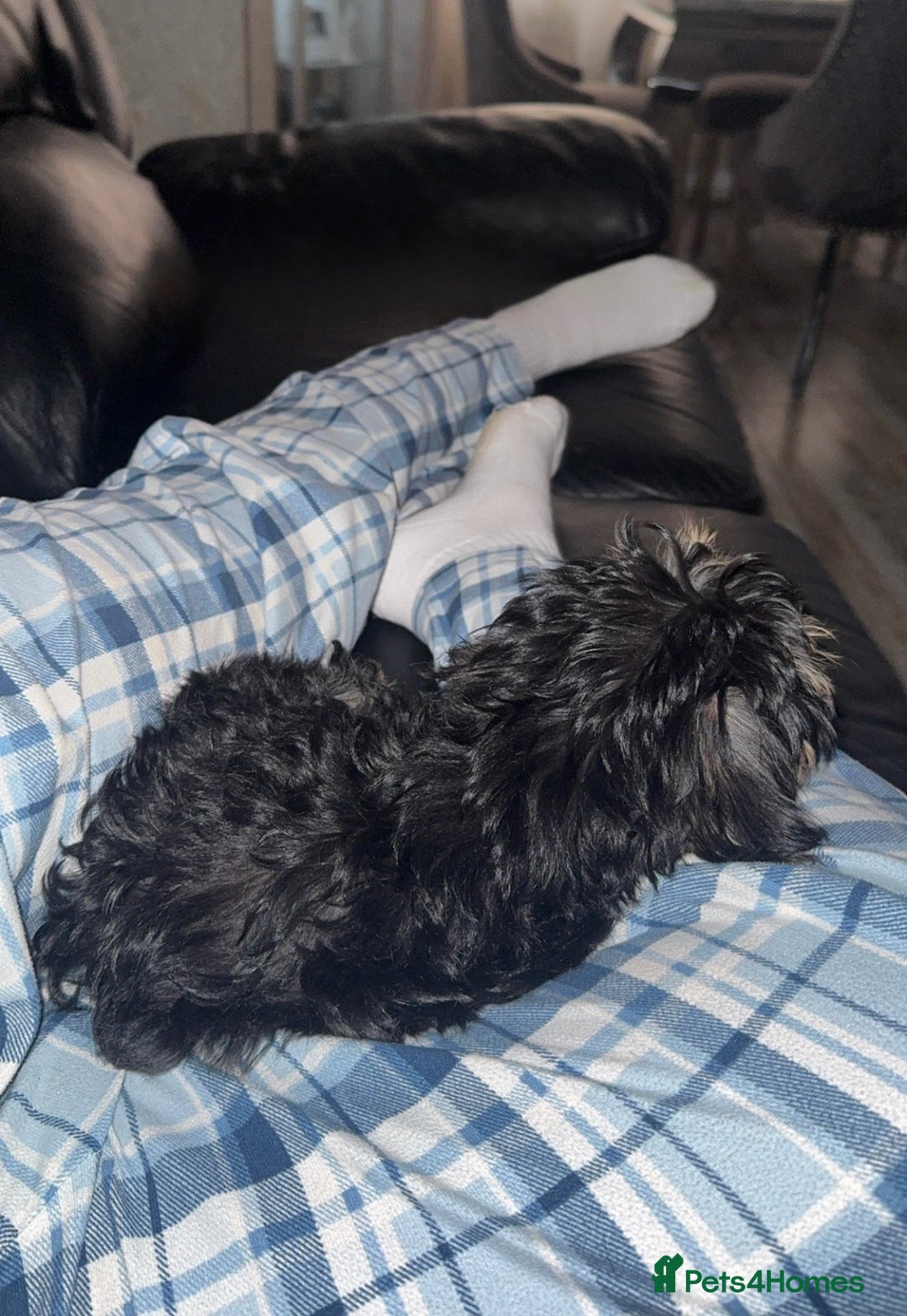 Morkie dogs for sale: male morkie for sale  - Image 5