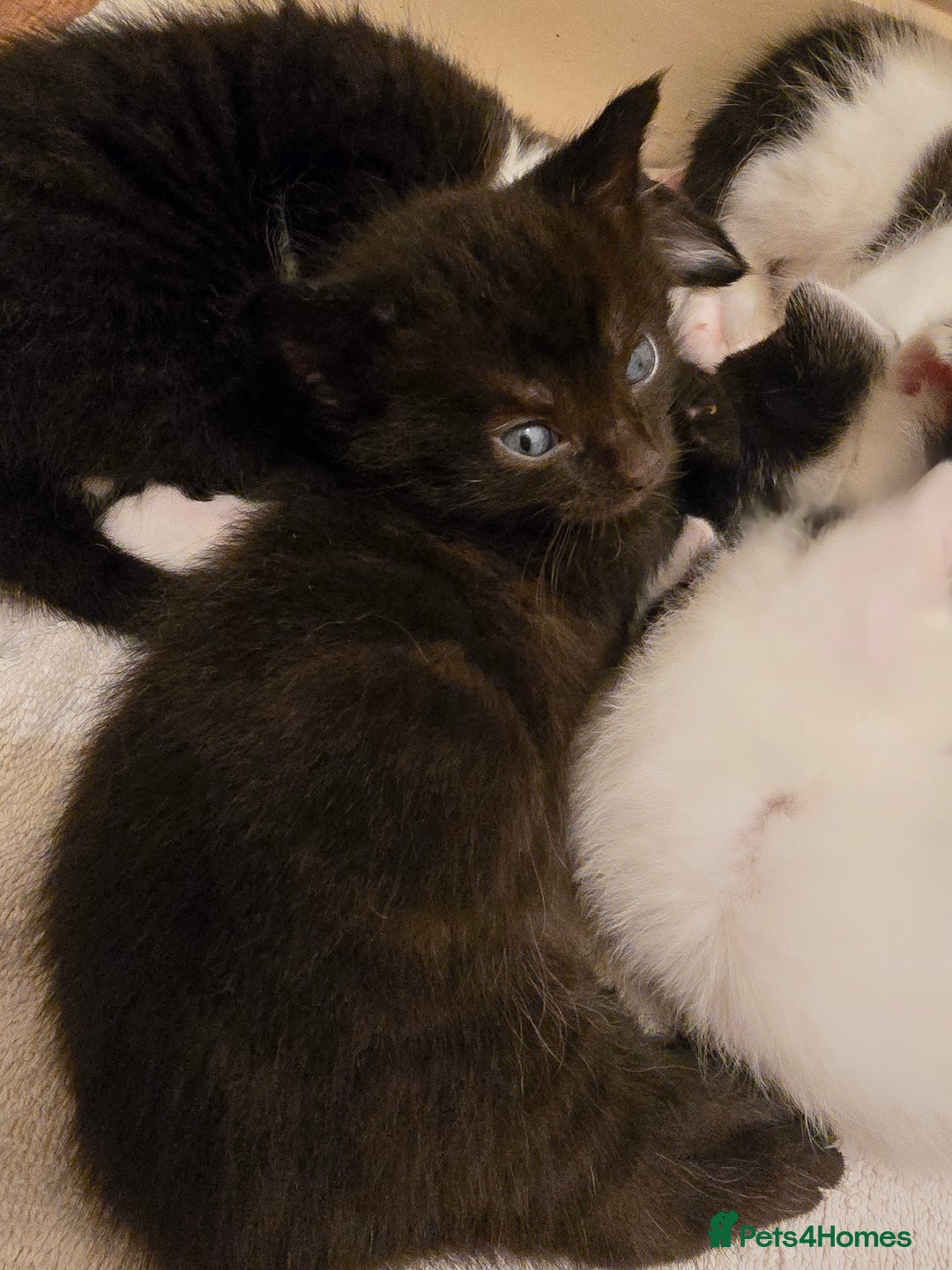 Domestic Shorthair cats for sale: 3 babies looking for forever homes  - Image 3