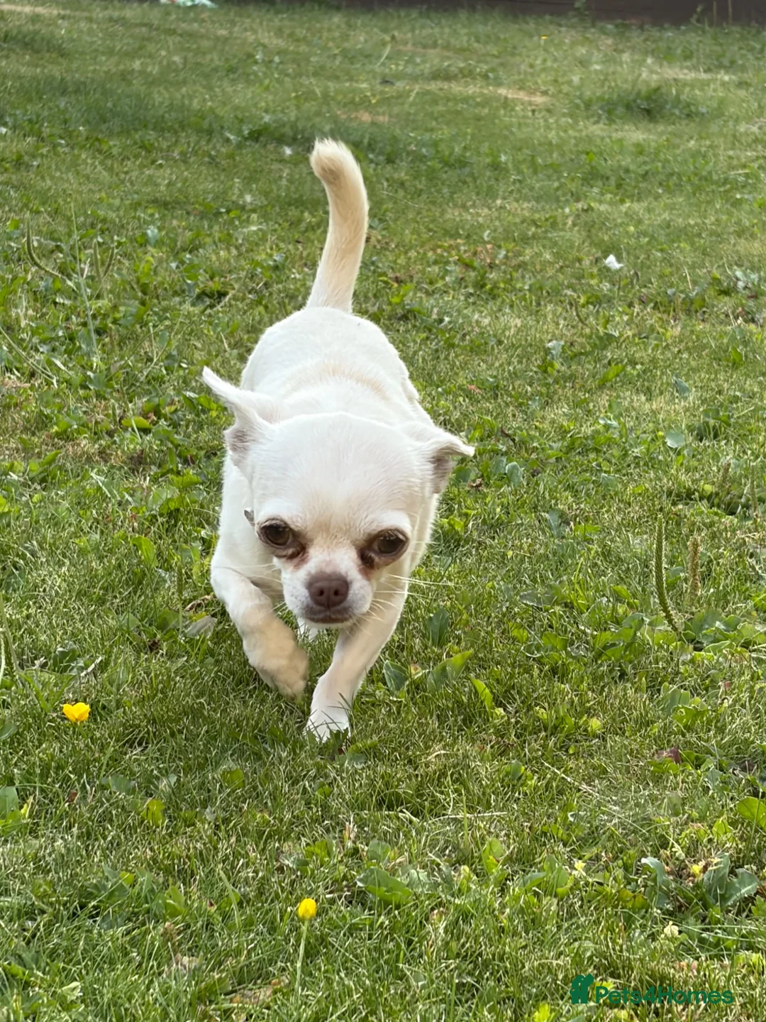 Chihuahua dogs for sale: pure bred short haired teacup chihuahua  in Ilkeston - Advert 1