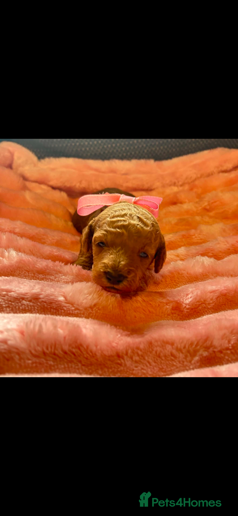 Miniature Poodle dogs for sale: ⭐️⭐️ stunning miniature poodle puppies ⭐️⭐️ - Advert 9