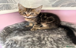 Mixed Breed cats for sale: Mixed breed kittens  - Image 3