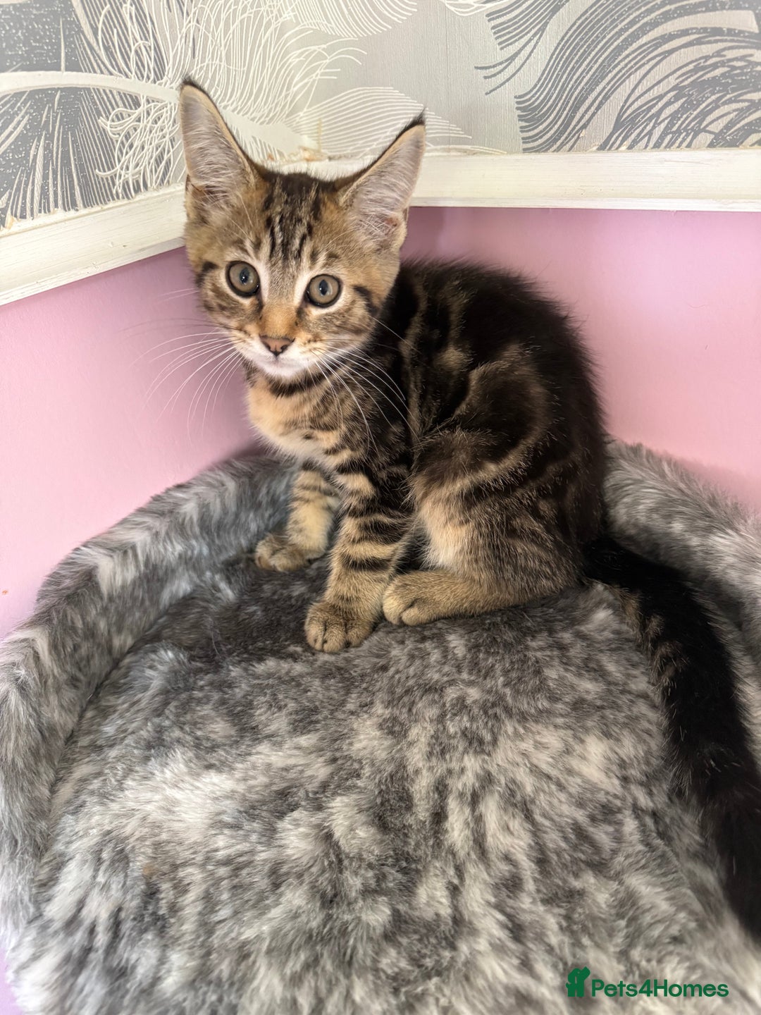 Mixed Breed cats for sale: Mixed breed kittens  - Image 3