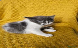 Mixed Breed cats for sale: 2 outstanding beauty girls  - Image 11