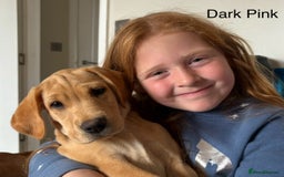 Labrador Retriever dogs for sale: Kc Red/yellow*READY NOW*Labrador Puppies  in Bacup - Image 9