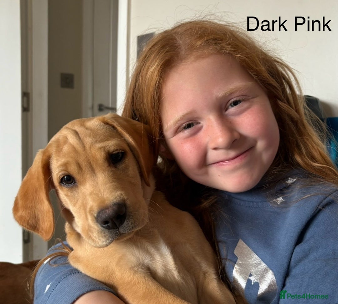 Labrador Retriever dogs for sale: Kc Red/yellow*READY NOW*Labrador Puppies  in Bacup - Image 9