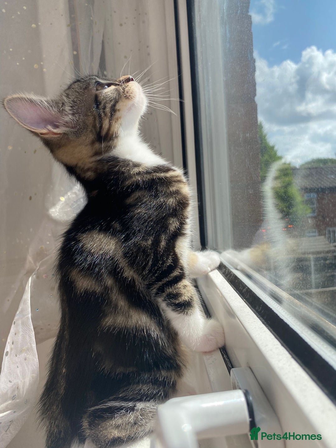 British Shorthair cats for sale: Beautiful kittens 3 girls 1 boy - Image 2