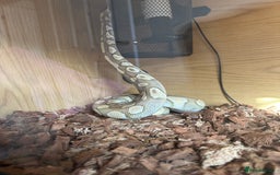 Python Snake reptiles for sale: Butter het clown ball python - Image 2
