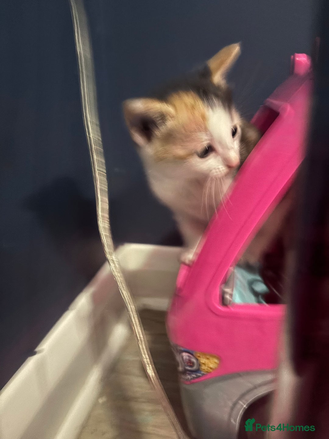 Mixed Breed cats for sale: Beautiful mixed colour kitten - Image 10