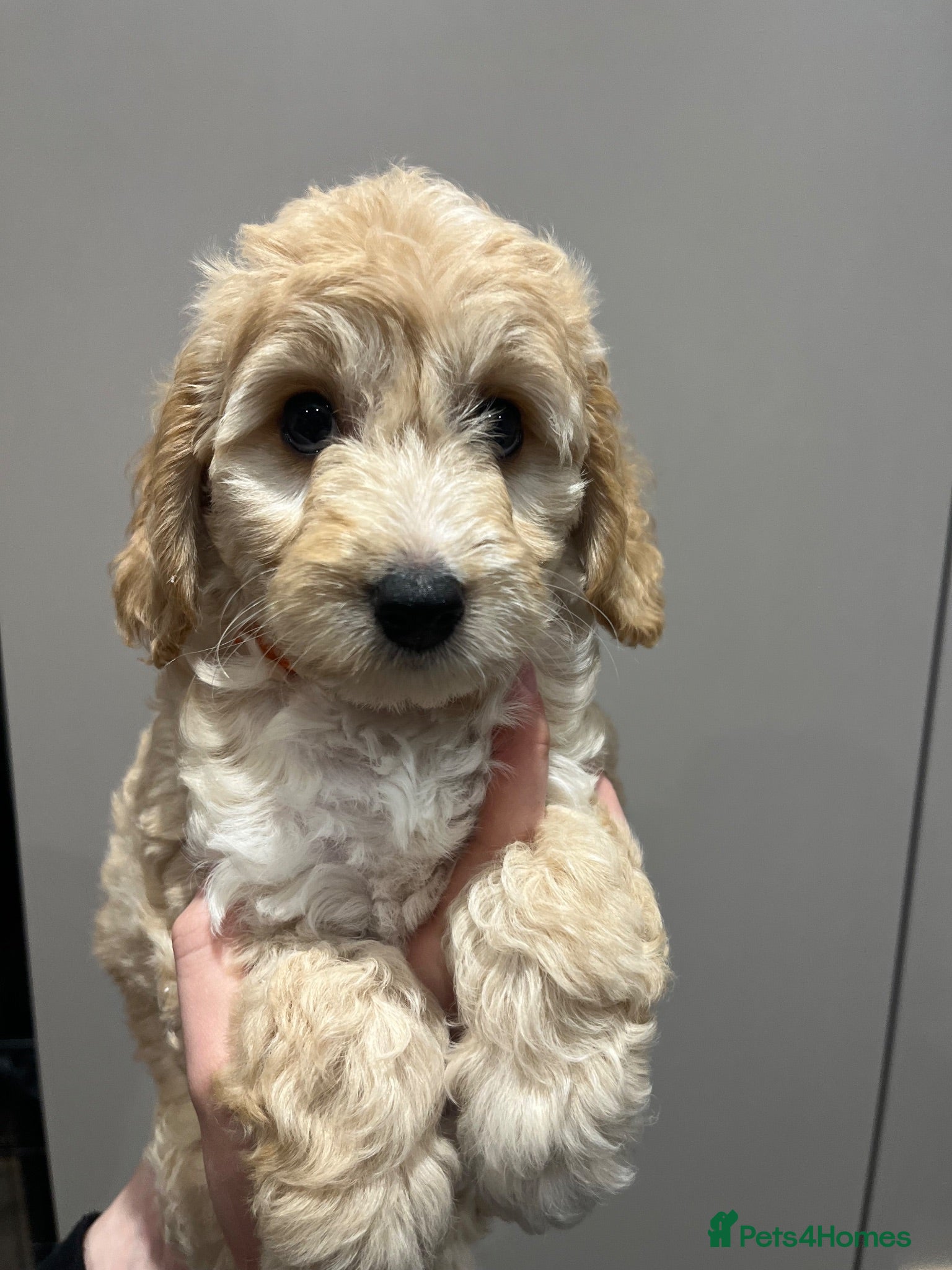 Cavapoochon dogs Cavapoochon puppies **ready now** - Advert 1