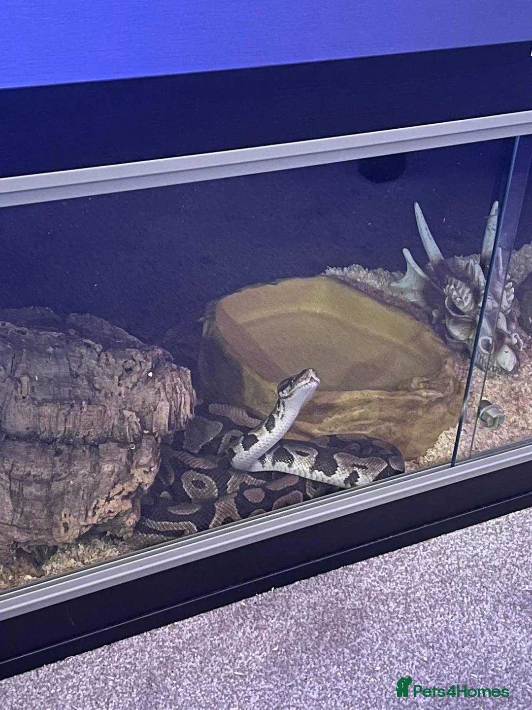 Python Snake reptiles for sale: Rock python in St Albans - Advert 4