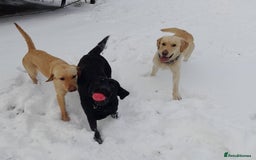 Labrador Retriever dogs for sale: 9 Gorgeous Labrador Puppies  - Image 14