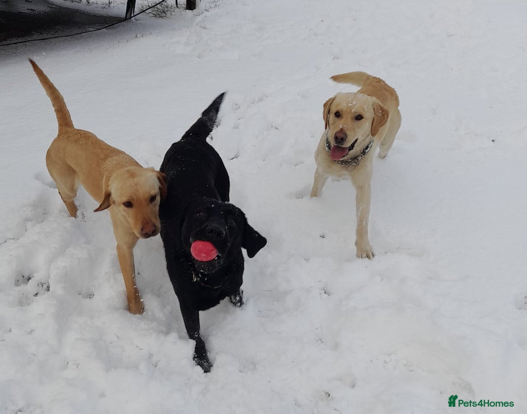 Labrador Retriever dogs for sale: 9 Gorgeous Labrador Puppies  - Image 14