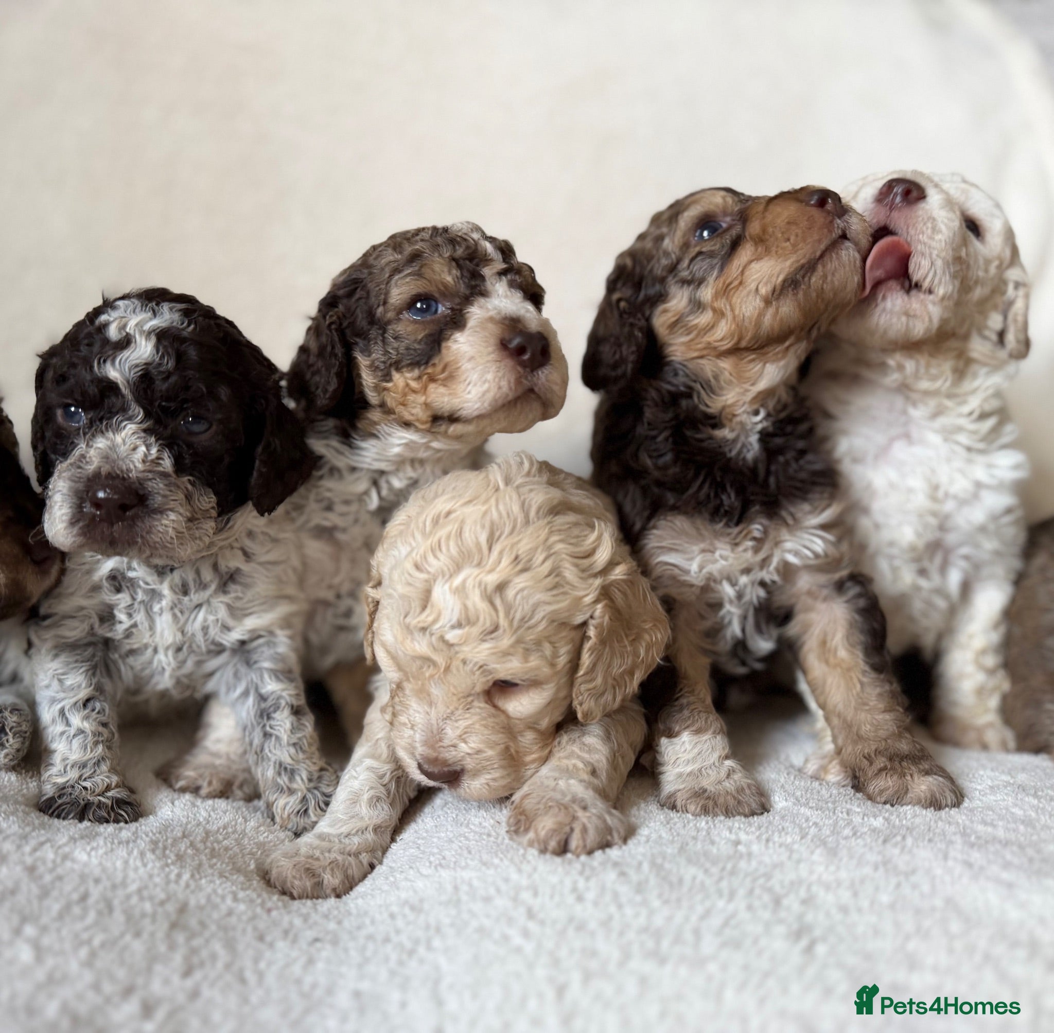 Lagotto Romagnolo dogs Kennel Club Registered Lagotto Romagnolo Puppies - Advert 1