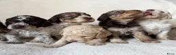 Lagotto Romagnolo dogs for sale: Kennel Club Registered Lagotto Romagnolo Puppies - Advert 10