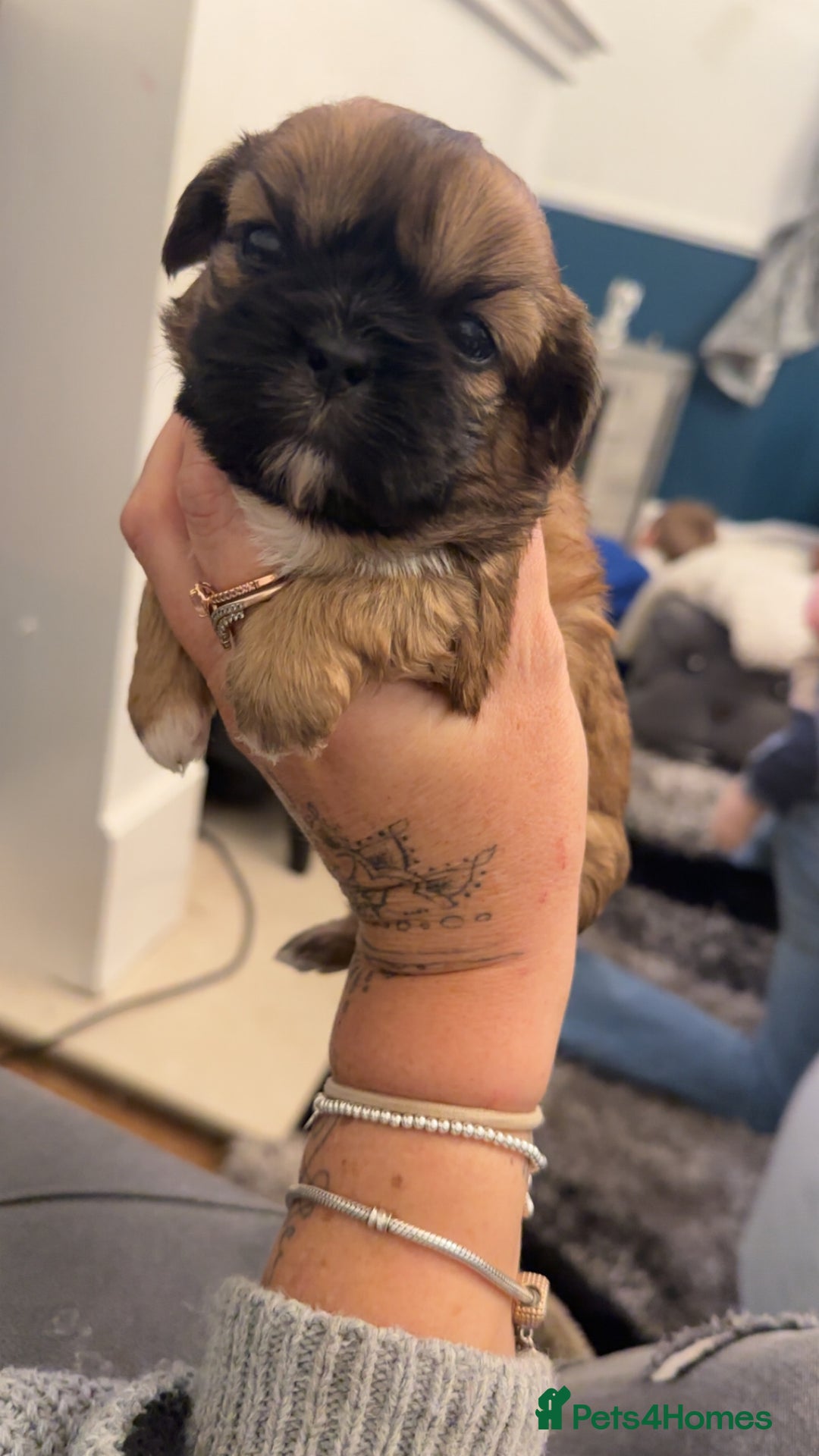 Shih Tzu dogs for sale: Stunning imperial shih tzu puppies  - Advert 28