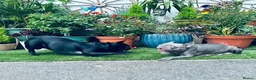 French Bulldog dogs for sale: French bulldog for sale - Advert 7