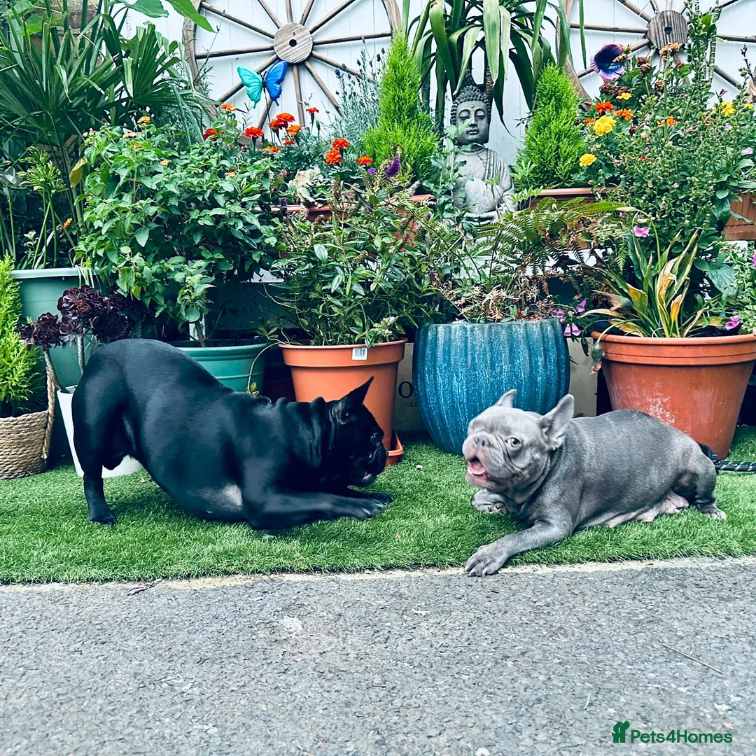 French Bulldog dogs for sale: French bulldog for sale - Advert 7