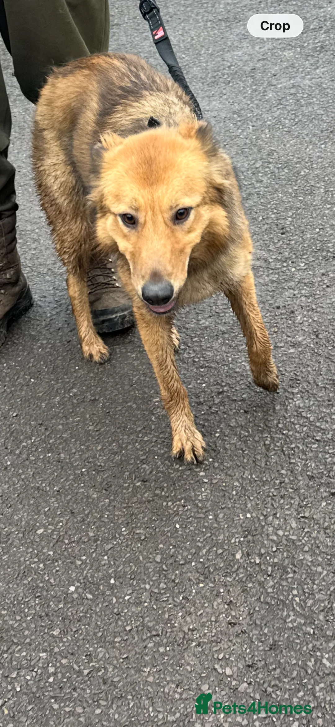 Mixed Breed dogs for sale: German Shepard cross - Advert 5