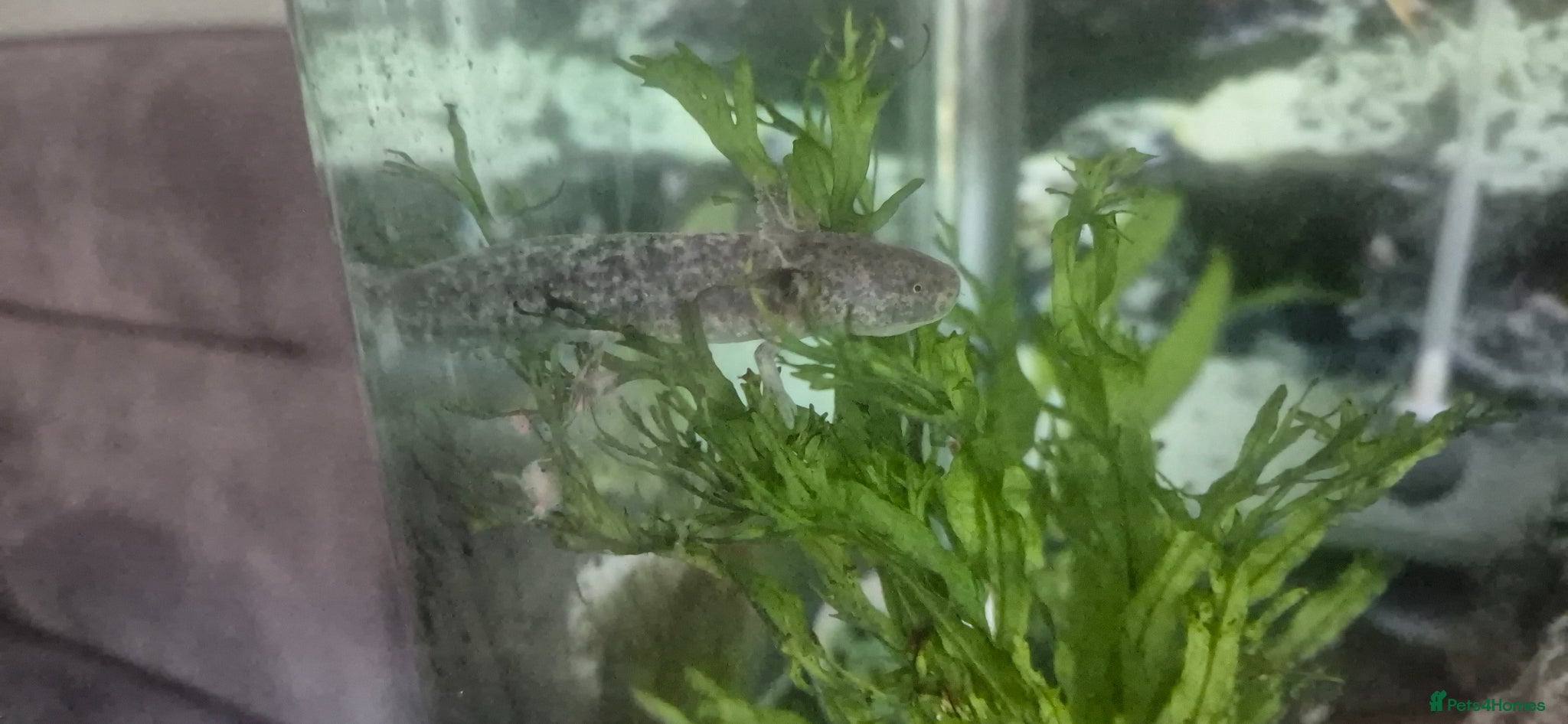 Axolotl reptiles Wild baby axolotls  - Advert 9