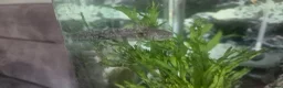 Axolotl reptiles for sale: Wild baby axolotls  in Hull - Advert 1