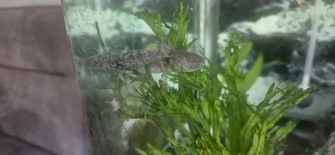 Axolotl reptiles for sale: Wild baby axolotls  in Hull - Advert 1