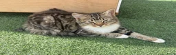 Mixed Breed cats for sale: Ragdoll x 6 month old - Advert 2