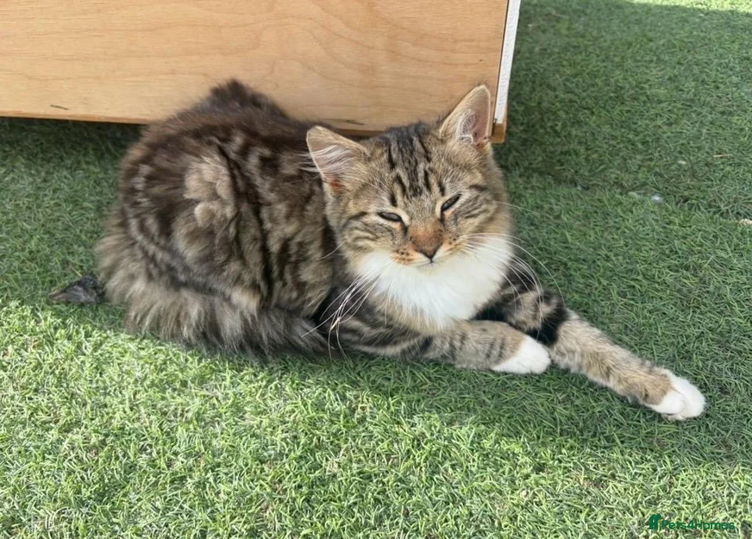 Mixed Breed cats for sale: Ragdoll x 6 month old - Advert 2