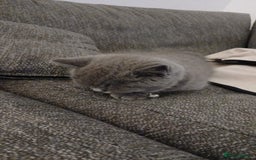 British Shorthair cats for sale: British short-hair kitten - Image 2