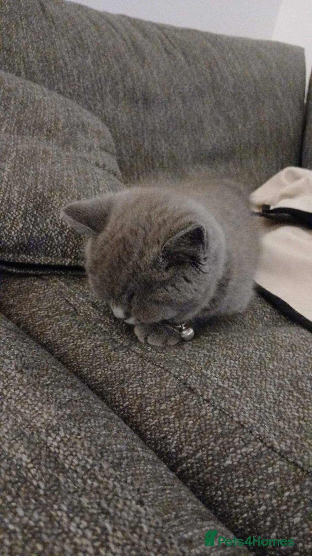 British Shorthair cats for sale: British short-hair kitten - Image 2