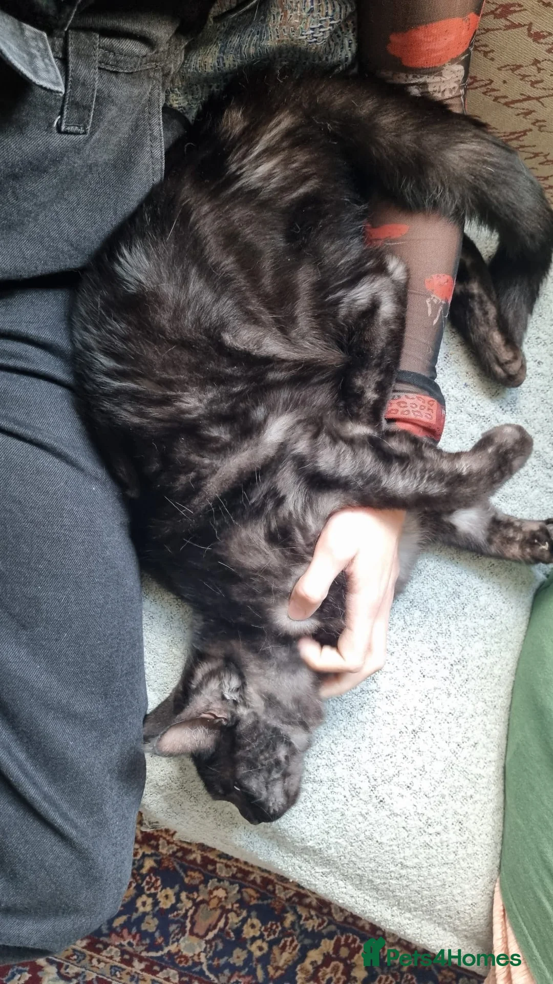 Mixed Breed cats for sale: 2 year old Maine Coon/Bengal Female for sale  - Advert 2