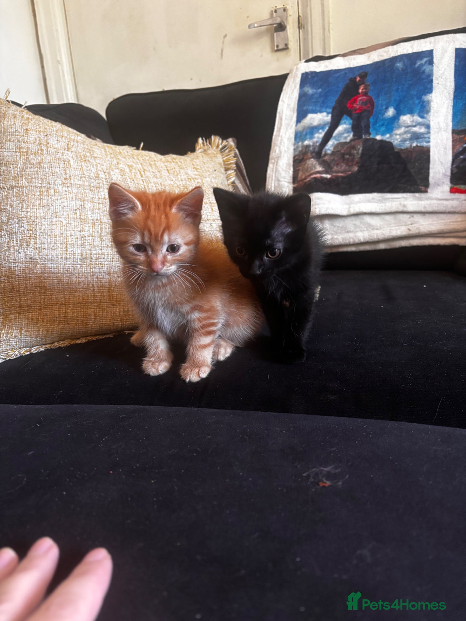 Mixed Breed cats for sale: Mixed breeed - Advert 6