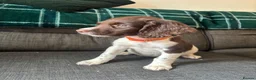 English Springer Spaniel dogs for sale: Springer spaniel puppies ready to go !!!! - Advert 2