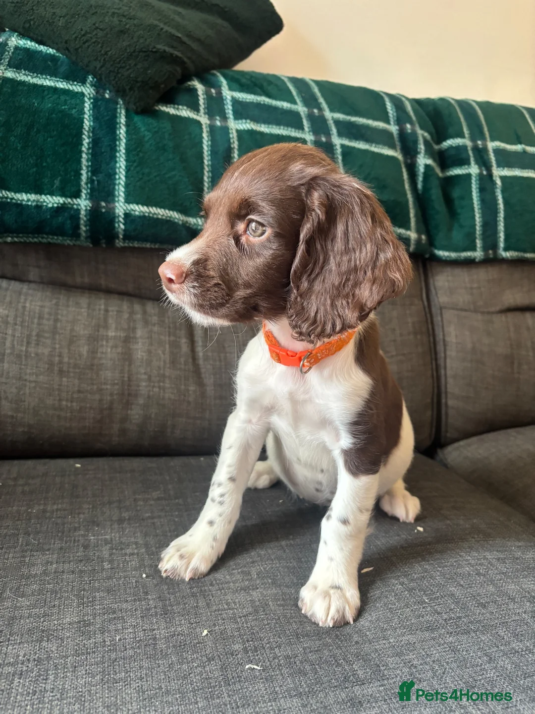 English Springer Spaniel dogs for sale: Springer spaniel puppies ready to go !!!! - Advert 2