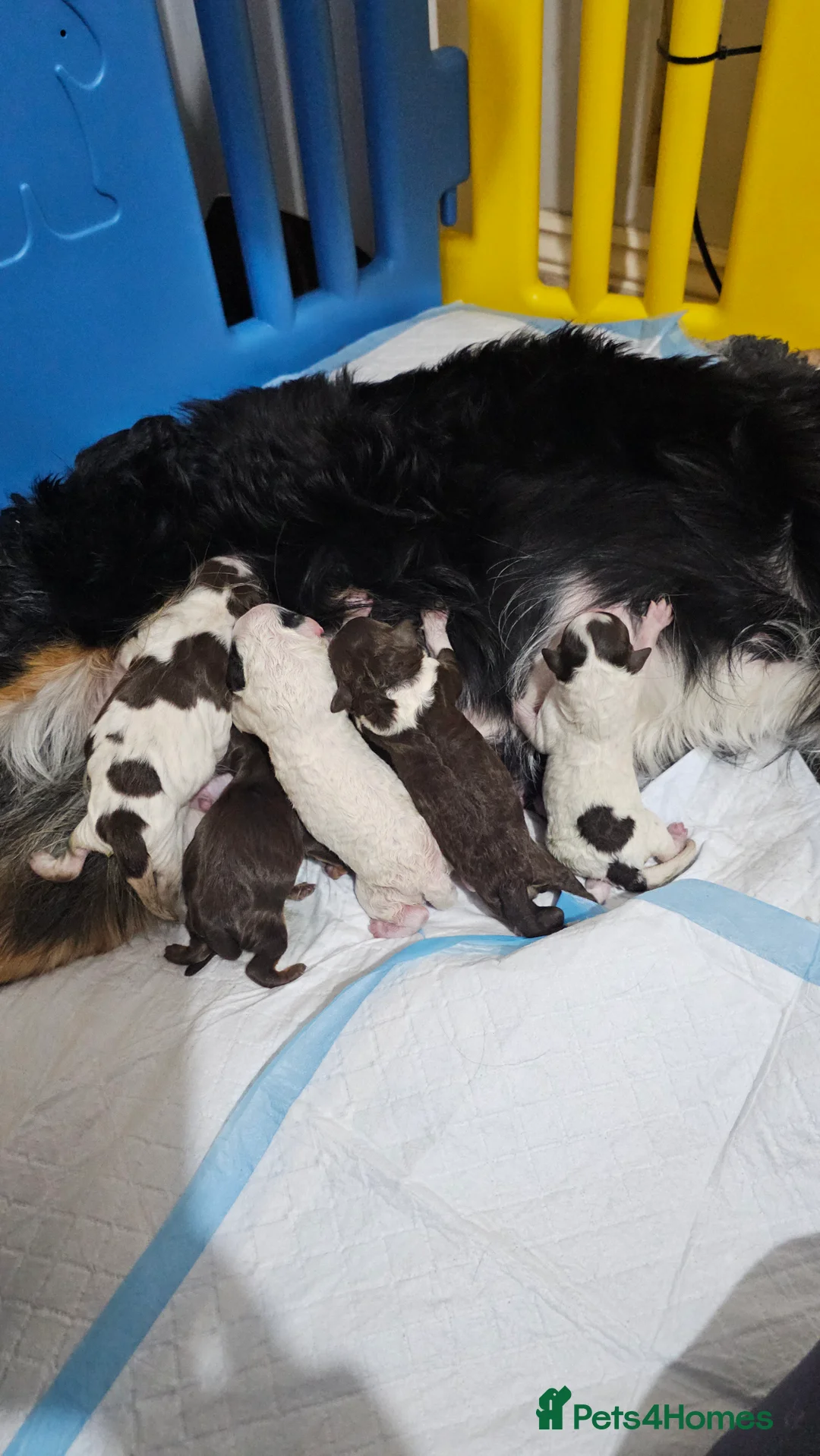 Bernedoodle dogs for sale: Stunning Bernedoodles💕DNA Health Tested Parents ! - Advert 11