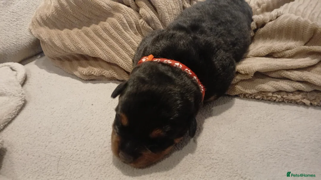 Rottweiler dogs for sale: Rottweiler puppy's  - Advert 11