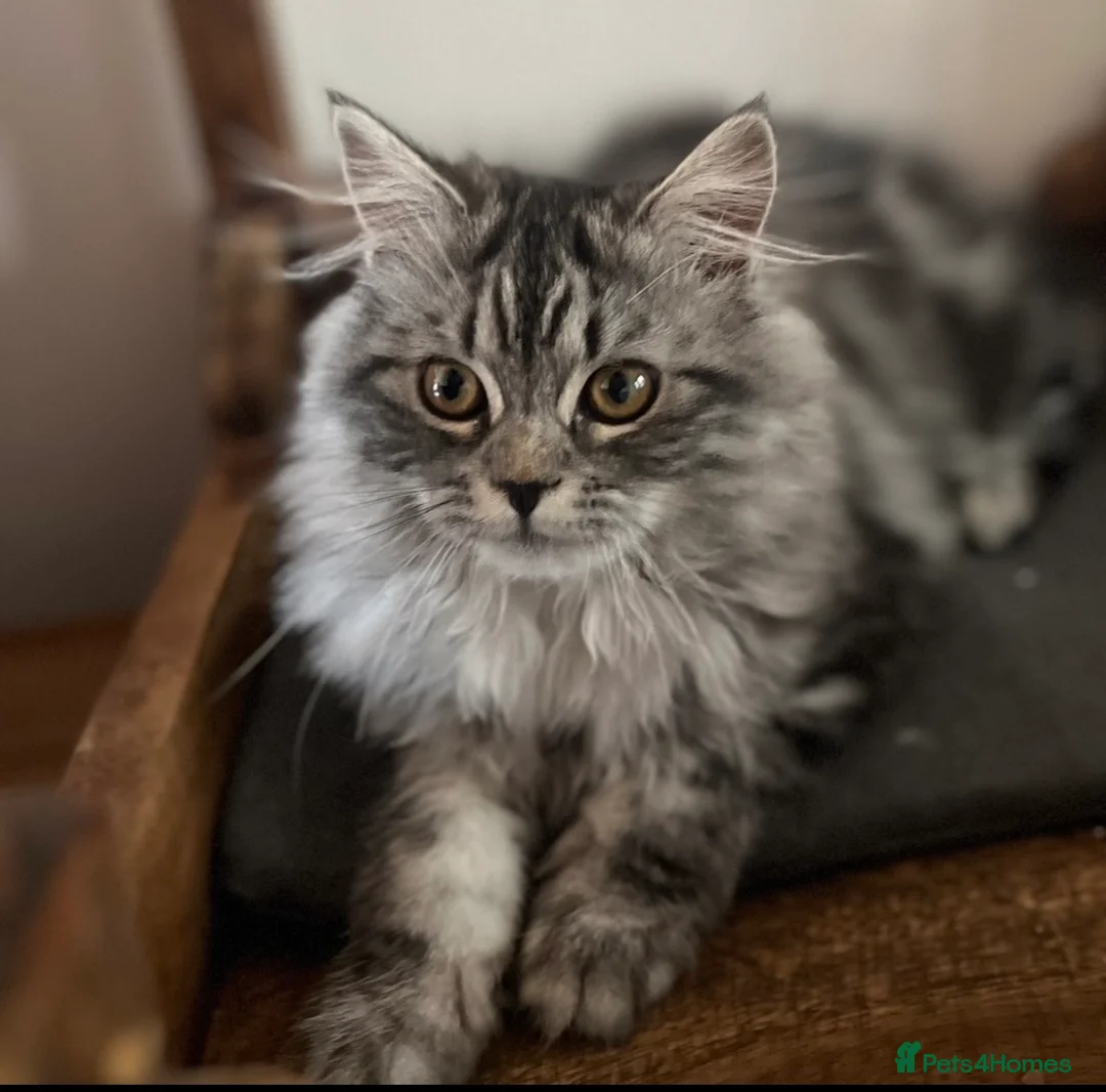 Norwegian Forest Cat cats for sale: 4 little beauties  - Advert 1