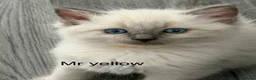 Ragdoll cats for sale: Stunning bluepoint ragdoll kittens  - Advert 34