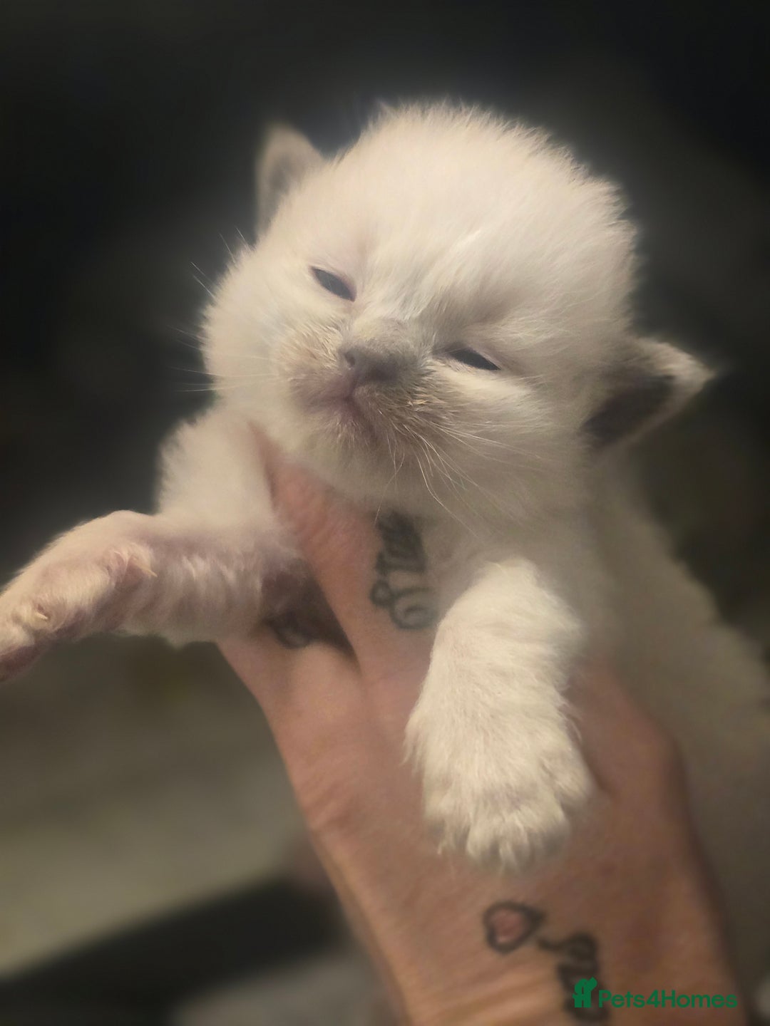 Ragdoll cats for sale: Precious GCOF Registered Ragdoll Kittens - 3 Boys - Advert 4