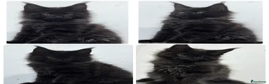 Maine Coon 2