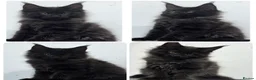 Maine Coon cats for sale: XXL RUSSIAN MAINE COON KITTENS - Advert 10