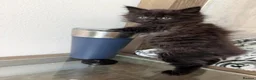 Maine Coon cats for sale: 4 remaining kittens - Maincoons pure breed  - Advert 5