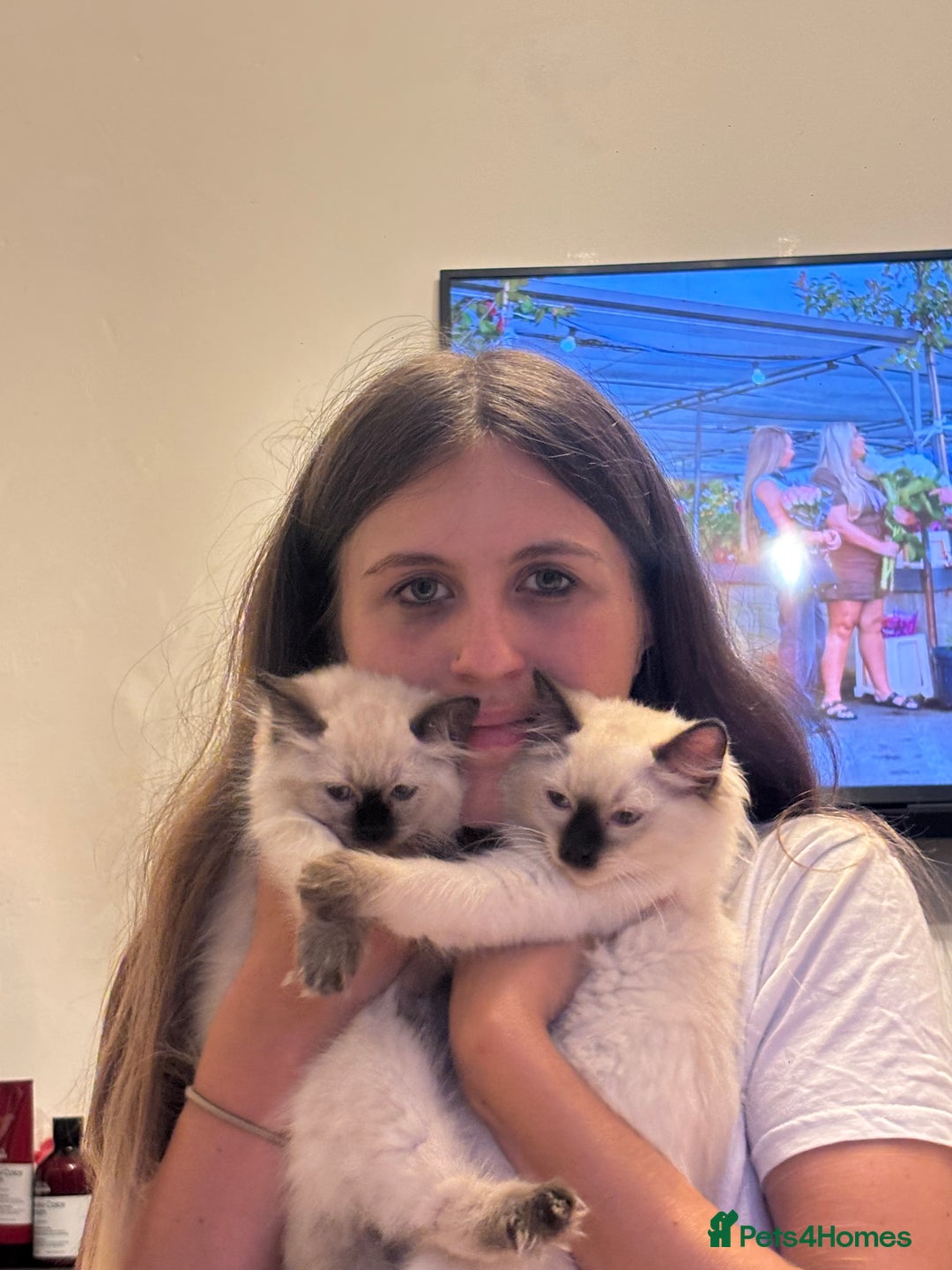Ragdoll cats for sale: Two beautiful ragdoll kittens  - Image 2