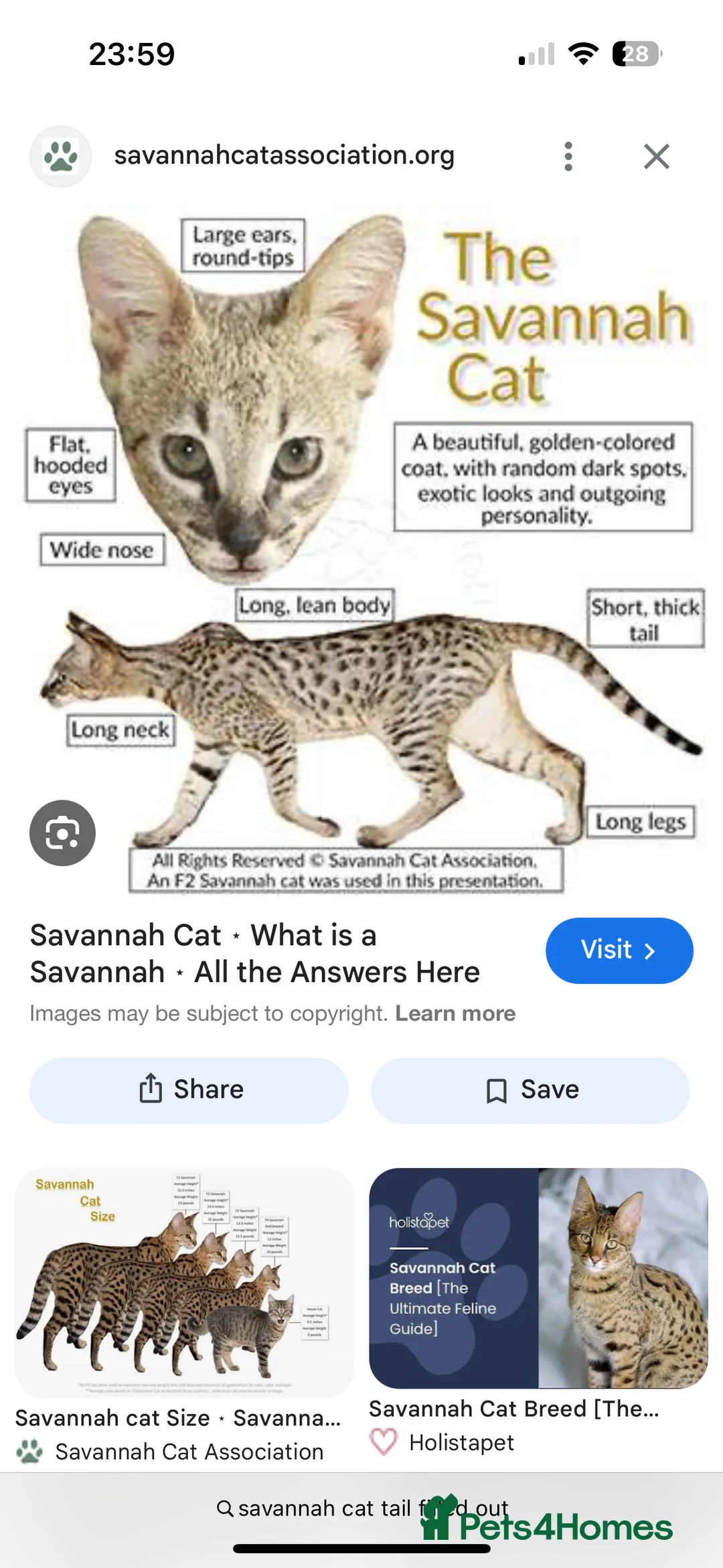 Bengal cats for sale: Sepia Bengal X Savannah kittens Extremely rare  - Advert 26