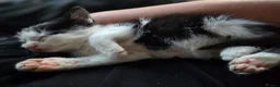 Mixed Breed cats for sale: Male kitten for sale - Advert 5