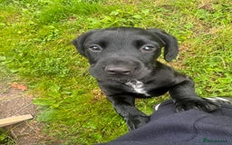 Mixed Breed dogs for sale: Cockerdale bitch  - Image 8
