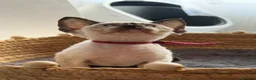 Devon Rex cats for sale: Devon Rex Kittens – Two Boys & One Girl ❤️ - Advert 3