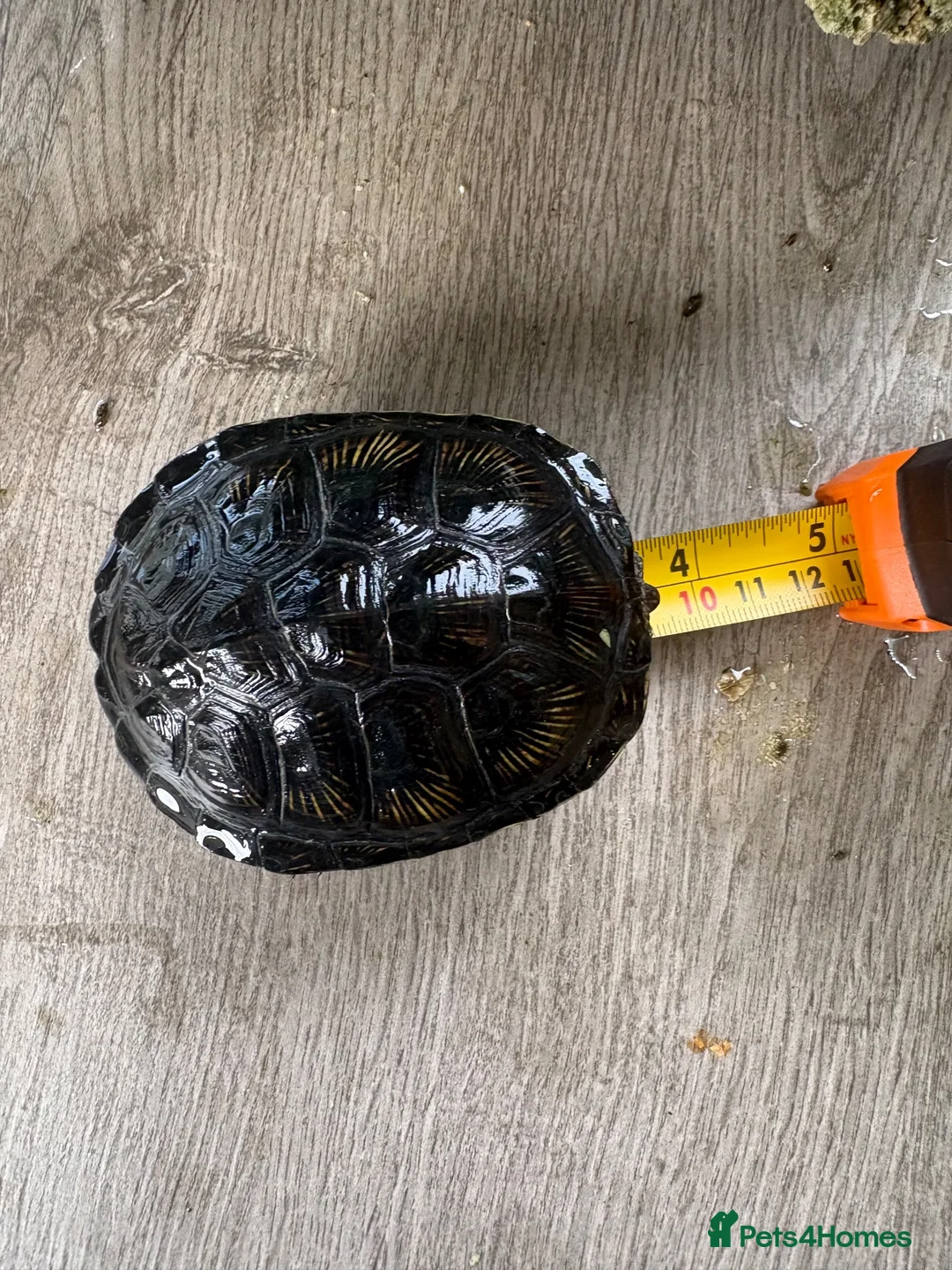 Turtle reptiles for sale: European turtles  in Livingston - Advert 2