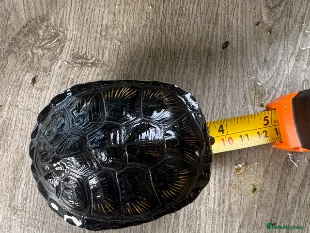 Turtle reptiles European turtles - Advert 2