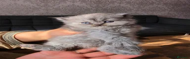 Persian 1