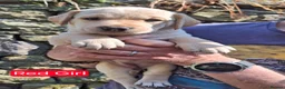 Goldador dogs for sale: Beautiful Goldador Puppies for Sale - Advert 3